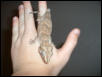 gecko