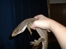 savanna monitor