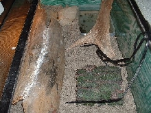 what her cage looks like