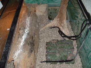 what her cage looks like