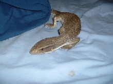 chillin on my bed