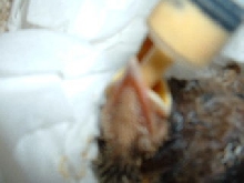 birdy