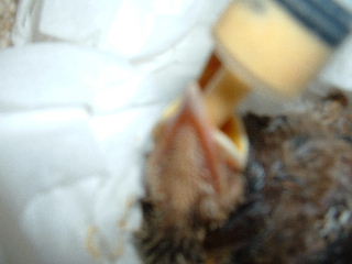 birdy