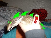 its mini godzilla !!!!!!!!