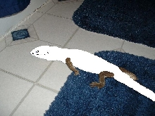 new savanna morph
