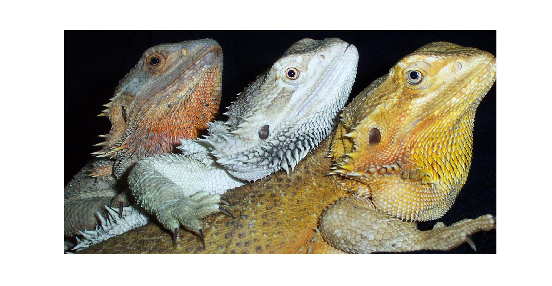Threesome