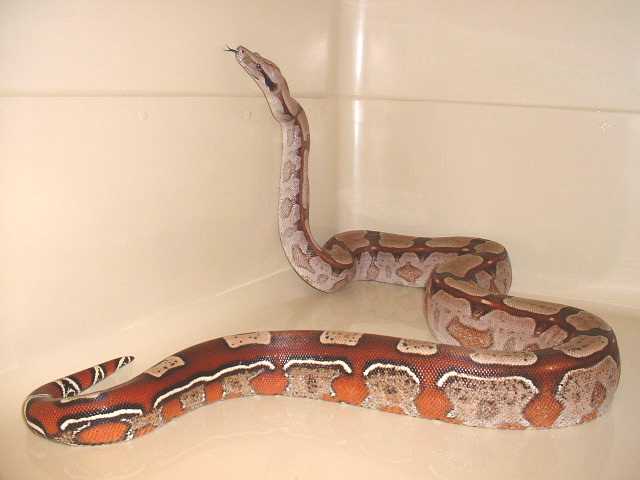 CSLT Guyana 3 yrs