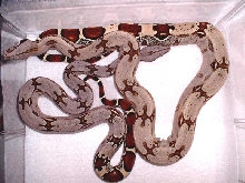 First photo of Q-Tip Suri grand parents
