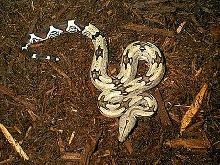 First photo of the Mega Peaks Female