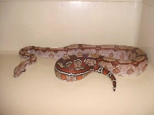 Guyana BCC