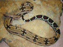 First photo of male