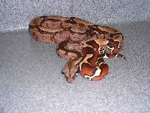cb Guyana at 16 months