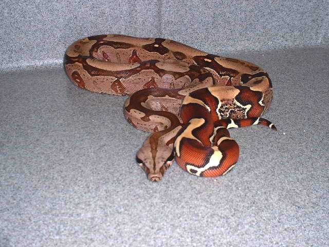 cb Guyana at 16 months