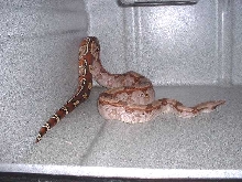 Guyana BCC