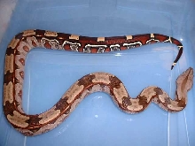 Guyana female born last year