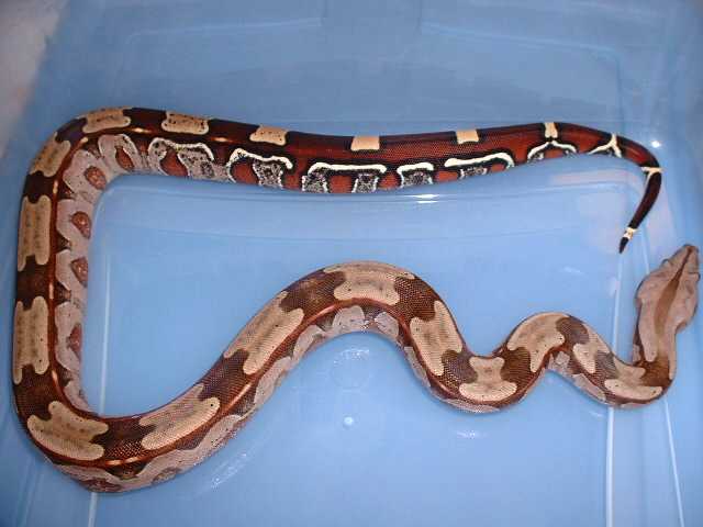 Guyana female born last year