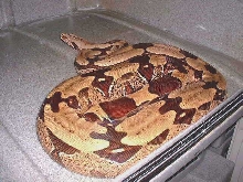 Golden Guyana Adult Female