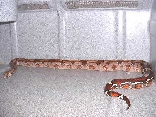 2yr old Guyana female