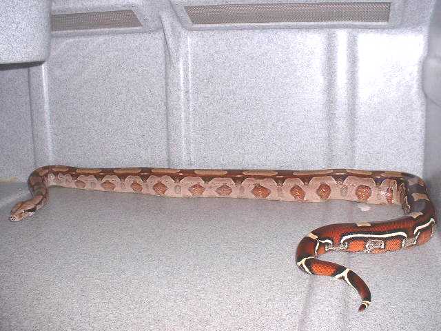 2yr old Guyana female