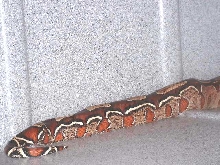 Incredible Guyana BCC