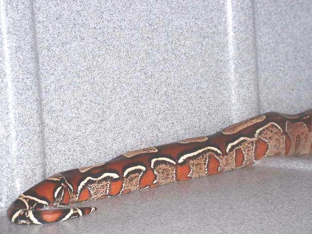 Incredible Guyana BCC