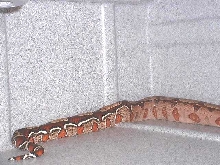 Incredible Guyana BCC