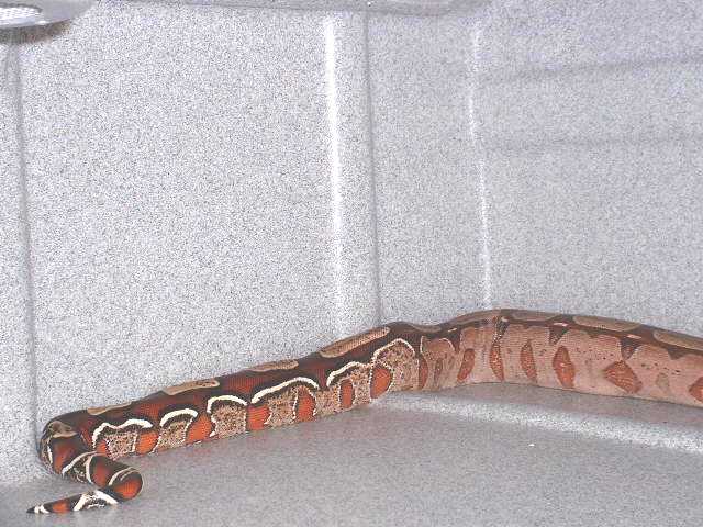 Incredible Guyana BCC