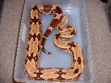 Guyana - 6 1/2 ft