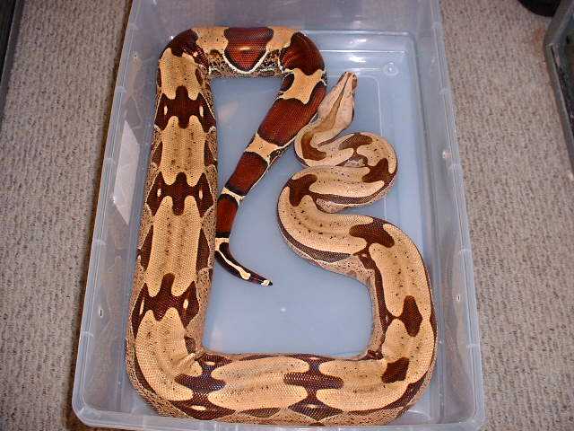 Guyana - 6 1/2 ft