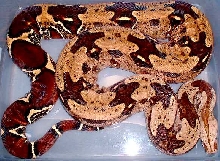 7ft Guyana female