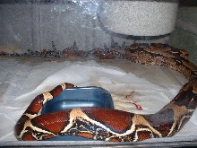 Guyana birth 8-26-07