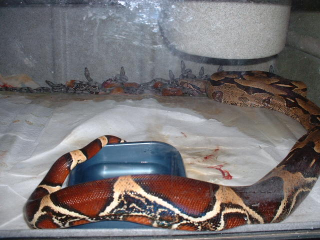 Guyana birth 8-26-07