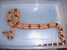 Female gold Guyana at 12 months