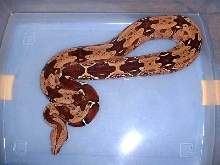 Guyana female