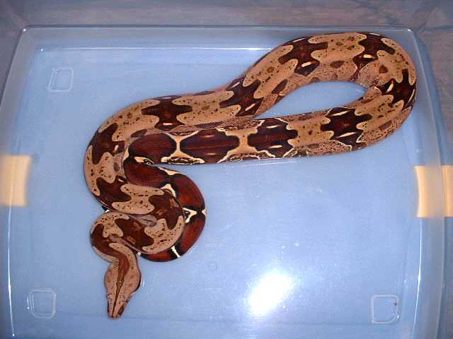 Guyana female