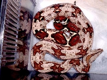 2002 New born Guyana