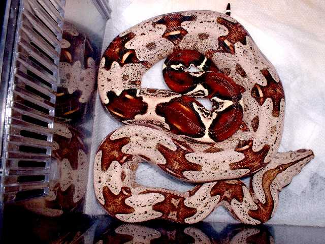 2002 New born Guyana