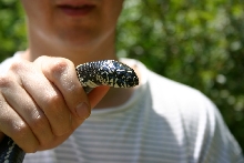 2nd SC Eastern King found