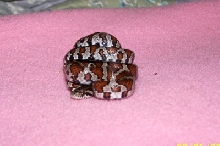 Connecticut Milk Snake