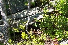 CT Copperhead habitat