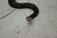 SC Cottonmouth