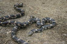NC Eastern Kings