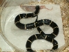 04 Eastern with crawler mouse