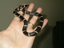 Female?04Eastern