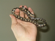 Male?04EasternKing in shed