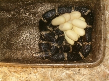 Eastern King with eggs