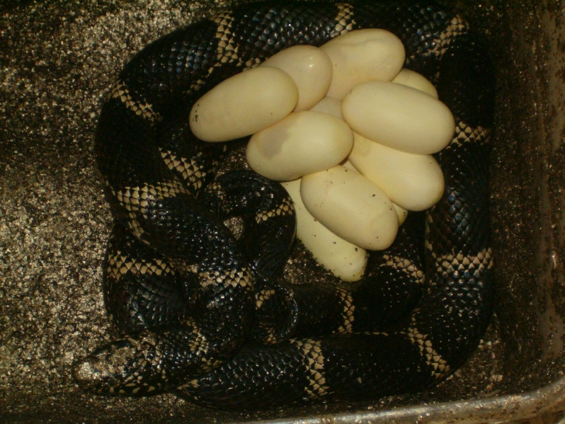 Eastern King with eggs2