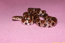 Massachusetts Milk Snake