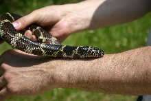 SC Eastern King