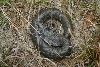South Carolina Eastern Hog pict 2